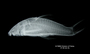 Panaque gnomus FMNH 70860 holo lat x